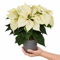 Doorstep Plants Poinsettia White House Plant
