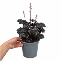 Doorstep Plants Heuchera Timeless Night White Perennial Plant