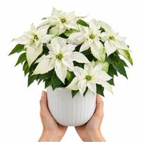 Doorstep Plants Poinsettia White House Plant