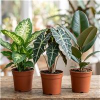 Doorstep Plants Bold Leaf House Plant - Pack of 3