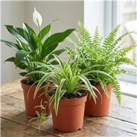 Doorstep Plants Air Purifying Multicolour House Plant - Pack of 3