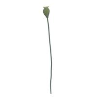 24 x Gisela Graham Poppy Seed Head Pick