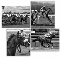 and Posters of Horse/Cool Horse Wall Black White 4 (8 x 10, Inches)