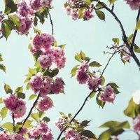 Gratitude Meditation