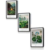 ARTZE Vintage Auricula & Lily Flowers Floral Framed Wall Art - Small in Black | Size: W33 cm x H45 cm x D20mm