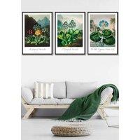 ARTZE Vintage Auricula & Lily Flowers Floral Framed Wall Art - Large in Black | Size: W53 cm x H73 cm x D20mm