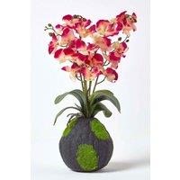 Homescapes Phalaenopsis Artificial Orchid with Natural Base, 60 cm Tall in Pink
