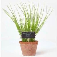 Homescapes Artificial Chive Plant in Decorative Pot in Terracotta