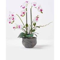 Homescapes Luxury Artificial Orchid in Pot, 5 Stems, 52 cm, White
