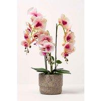 Homescapes Luxury Artificial Orchid in Pot, 3 Stems, 64 cm, Pink