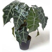 Homescapes Amazonica Elephant Ear Plant in Pot, 50 cm Tall in Green