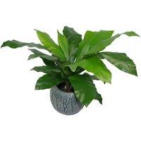 Leaf 60cm Bushy Large Artificial Bird's Nest Fern Plant in Green
