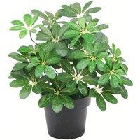 Leaf 55cm Dark Green Artificial Schefflera Arboricola Plant