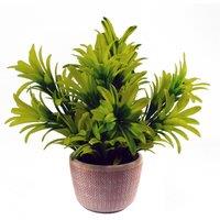 Leaf 22cm Honey Plant Light Green in Terracotta Pot in Yellow