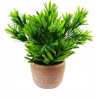 Leaf 22cm Honey Plant Dark Green in Terracotta Pot