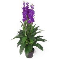 Leaf 100cm Artificial Cymbidium Orchid Plant - Extra Large - Purple Flowers
