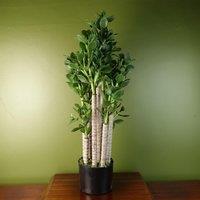 Leaf Deluxe 75cm Green Jade Artificial Plant