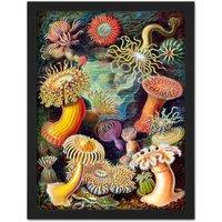 Artery8 Wall Art Print Haeckel Anemone Sea Life Large Framed Wall Dcor Art in White | Size: W18 x H24