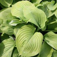Plant Theory Sum & Substance Plantain Lily Perennials Flowering Plants Hosta 2L Pot in Green