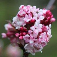 Plant Theory Dawn Outdoor Shrub Plant Viburnum x Bodnantense 2L Pot in Green
