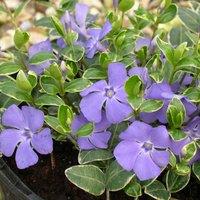 Plant Theory Ralph Shugert Lesser Periwinkle Outdoor Shrub Plant Vinca Minor 2L Pot in Green