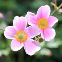 Plant Theory September Charm Japanese Anemone Perennials Flowering Plants 2L Pot in Green