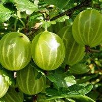 Plant Theory Gooseberry Hinnonmaki Yellow Fruit Bush Ribes Fruiting Berry Shrub Plant 3L Pot in Green