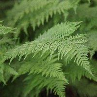 Plant Theory Lady Fern Athyrium Filix-Femina Hardy Outdoor Ferns Jungle Plant 2L Pot in Green