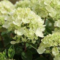 Plant Theory Bombshell Outdoor Shrub Plant Hydrangea Paniculata Flowering Plants 2L Pot in Green