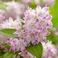 Plant Theory Raspberry Sundae Deutzia Outdoor Shrub Plant Deutzia Garden Plants 2L Pot in Green