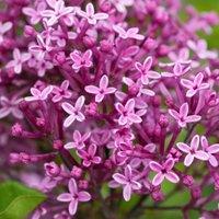 Plant Theory Bloomerang Dark Purple Repeat Flowering Lilac Shrub Plant Syringa 2L Pot in Green