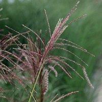 Plant Theory Ferner Osten Chinese Silver Grass Miscanthus Sinensis Outdoor Plants 2L Pot in Green