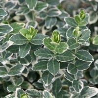 Plant Theory Emerald Gaiety Evergreen Bittersweet Shrub Plant Euonymus Fortunei 2L Pot in Green