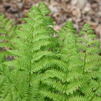 Plant Theory
