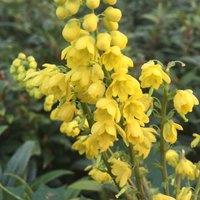 Plant Theory Charity Mahonia Outdoor Shrub Plant Mahonia x Media 3L Pot in Green