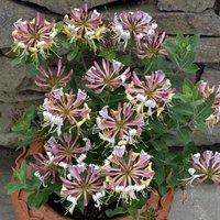 Plant Theory Lonicera periclymenum Strawberries & Cream Burgundy Climbing Plant - 3L Pot