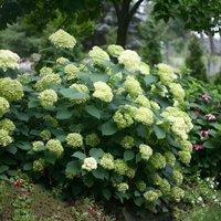 Plant Theory Lime Rickey Sevenbark Outdoor Shrub Plant Hydrangea Arborescens 2L Pot in Green