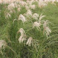 Plant Theory Gracillimus Chinese Silver Grass Miscanthus Sinensis Outdoor Grasses Plant 2L in Green