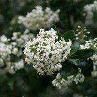 Plant Theory Iveyi Escallonia Outdoor Shrub Plant Escallonia Garden Tree Bush2L Pot in Green
