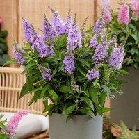 Plant Theory Little Lila Butterfly Bush Outdoor Shrub Plant Buddleja 2L Pot in Green