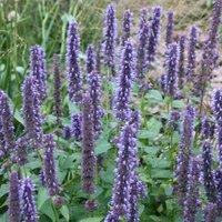 Plant Theory Blue Fortune Mexican Giant Hyssop Perennials Flowering Plants Agastache 2L Pot in Green