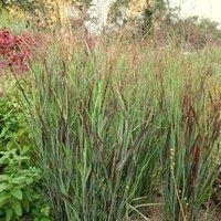 Plant Theory Shenandoah Switch Grass Panicum Virgatum Outdoor Ornamental Plant 2L Pot in Green