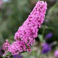 Plant Theory Pink Delight Butterfly Bush Outdoor Shrub Plant Buddleja 2L Pot in Green