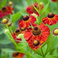 Plant Theory Moerheim Beauty Sneezeweed Perennials Flowering Plants Helenium 2L Pot in Green