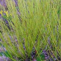 Plant Theory Flaviramea Golden Twig Dogwood Shrub Plant Cornus Sericea 2L Pot in Green
