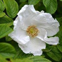 Plant Theory Alba White Japanese Shrub Rose Bush White Flowering Roses Bushy Rose 4L Pot