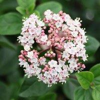 Plant Theory Eve Price Laurustinus Outdoor Shrub Plant Viburnum Tinus 2L Pot in Green