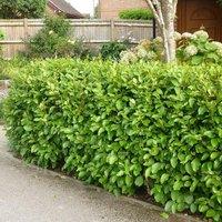 Plant Theory New Zealand Privet Outdoor Shrub Plant Griselinia Littoralis 2L Pot in Green