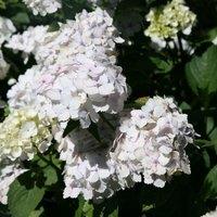 Plant Theory Madame Emile Mouillre Shrub Plant Hydrangea Macrophylla 2L Pot in Green