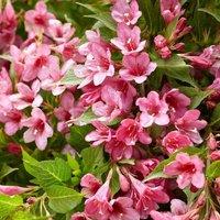 Plant Theory Picobella Rosa Outdoor Shrub Plant Weigela Bush Garden Plants 2L Pot in Green